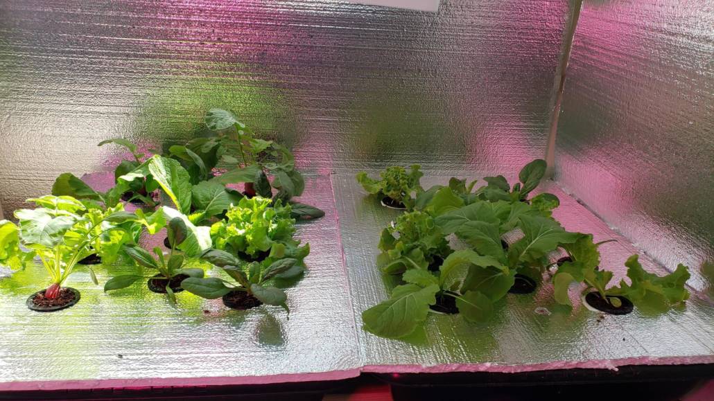 hydroponics setup showing lettuce and mustard greens
