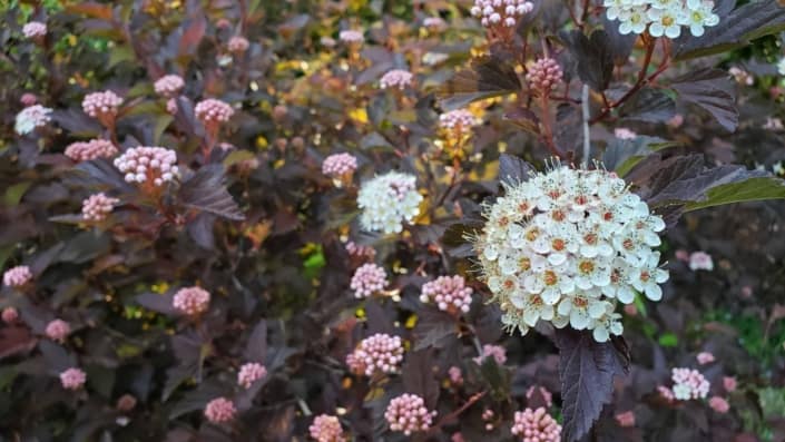 A ninebark bush with dark maroon leaves and small pink blossoms and larger white flowers