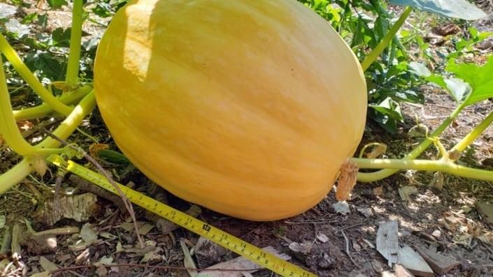 A yellowish pumpkin, about 16 inches long.