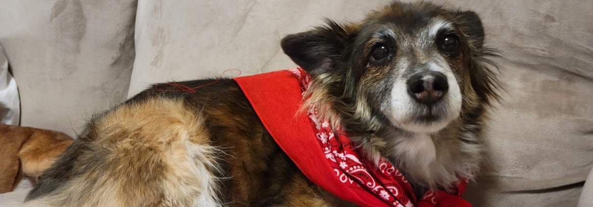petunia, a very good medium-sized mixed breed dog wearing a red bandana