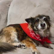 petunia, a very good medium-sized mixed breed dog wearing a red bandana