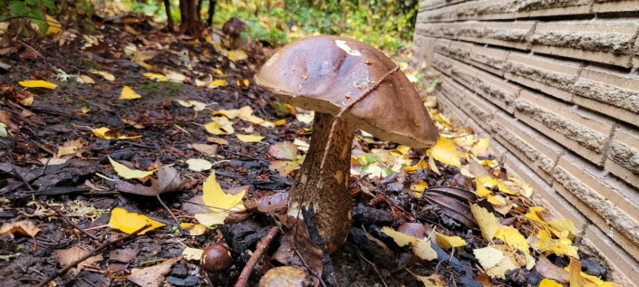 Bolete mushroom growing near a brick wall.